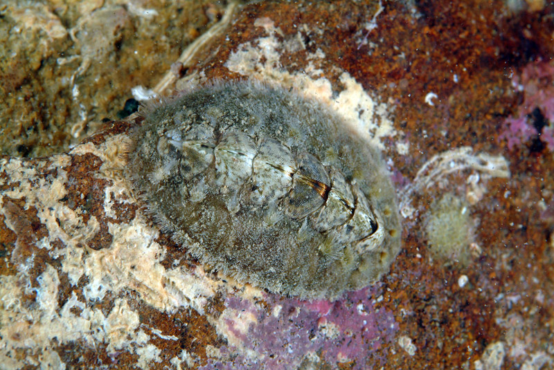 Acanthochitona fascicularis